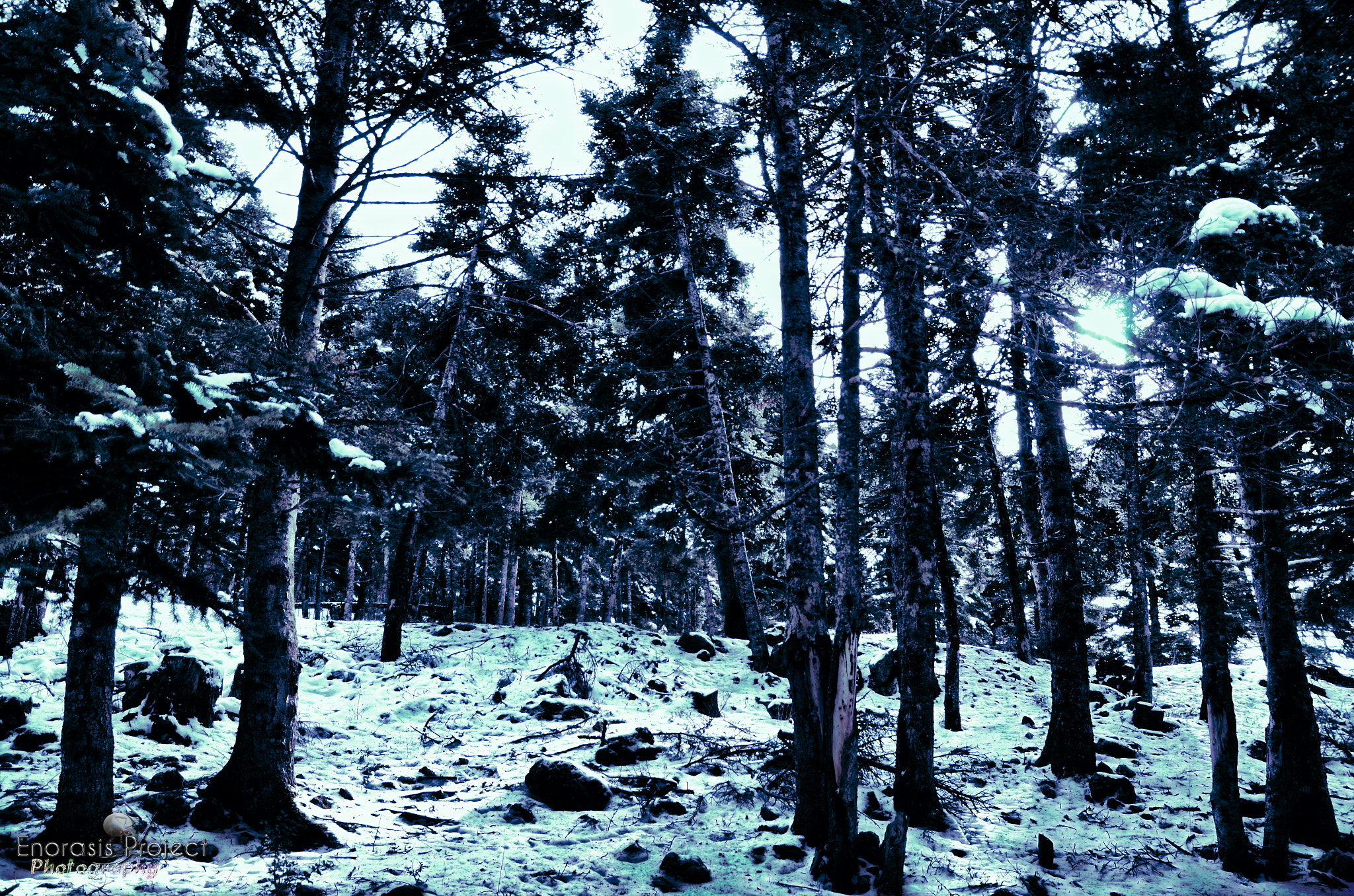 Nikon D5100 sample photo. Inside the snowy forest ! photography