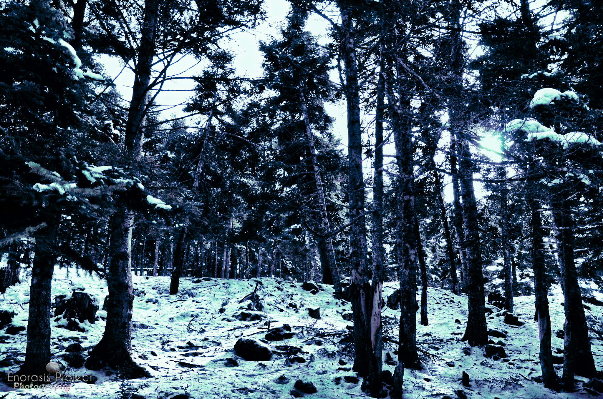 Nikon D5100 + Sigma 17-70mm F2.8-4 DC Macro OS HSM sample photo. Inside the snowy forest ! photography