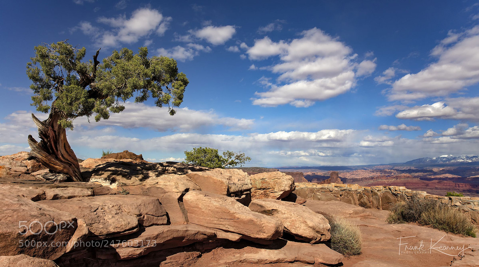Canon EOS 5DS R sample photo. Canyonlands tree photography