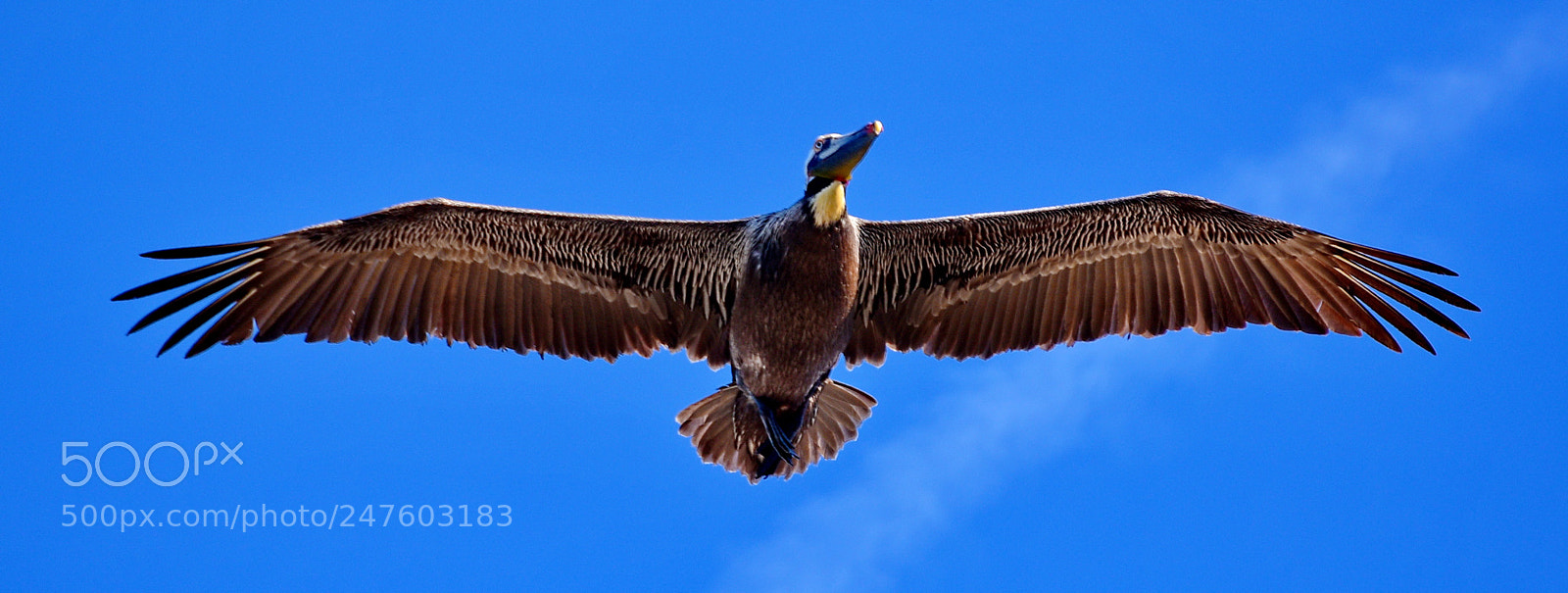 Nikon D7200 sample photo. A pelican flying in photography