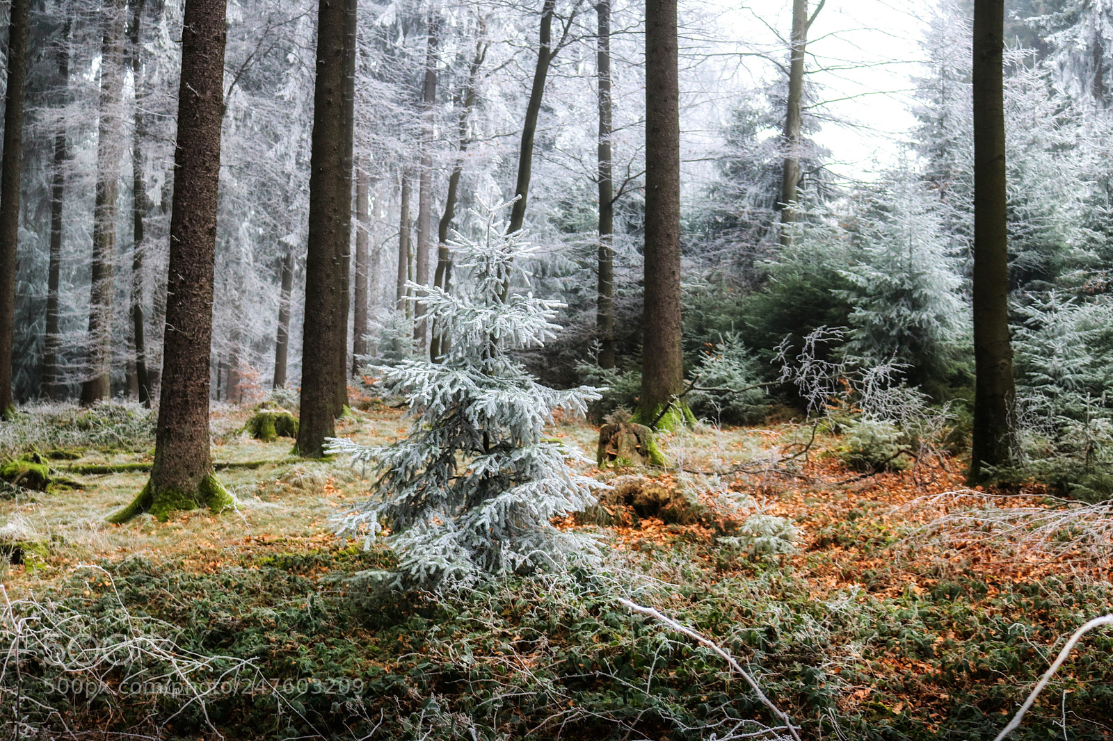 Canon EOS 750D (EOS Rebel T6i / EOS Kiss X8i) sample photo. Winterwald  photography