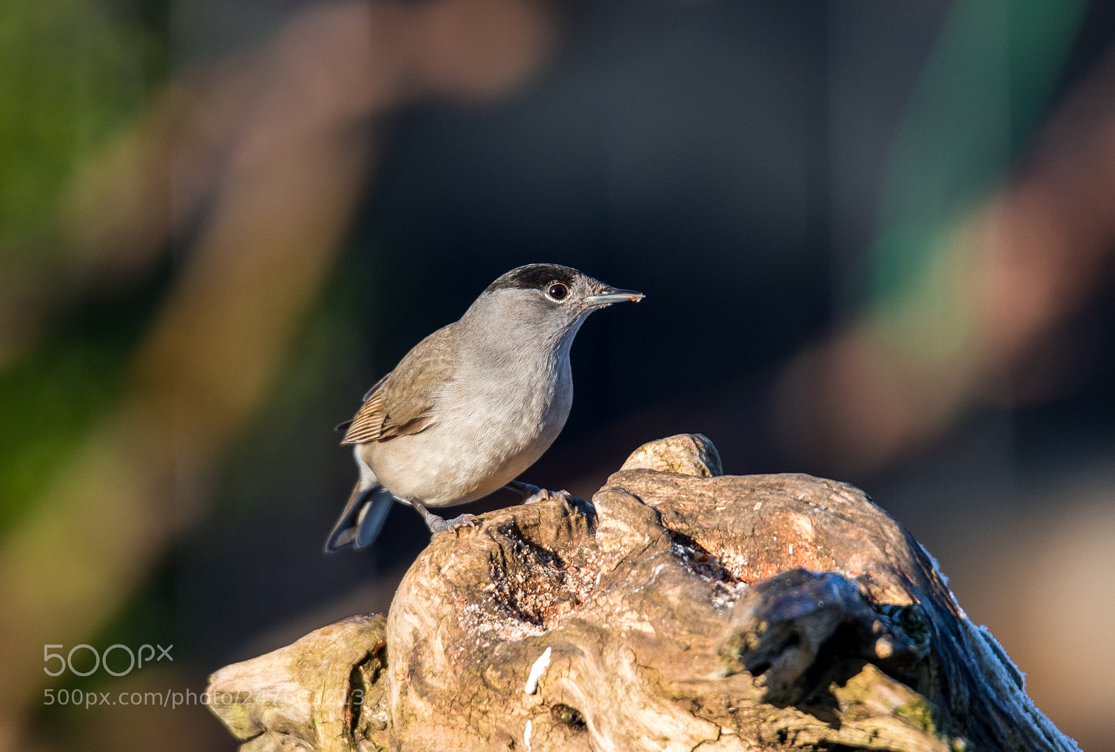 Canon EOS 7D Mark II sample photo. Blackcap "sylvia atricapilla" photography