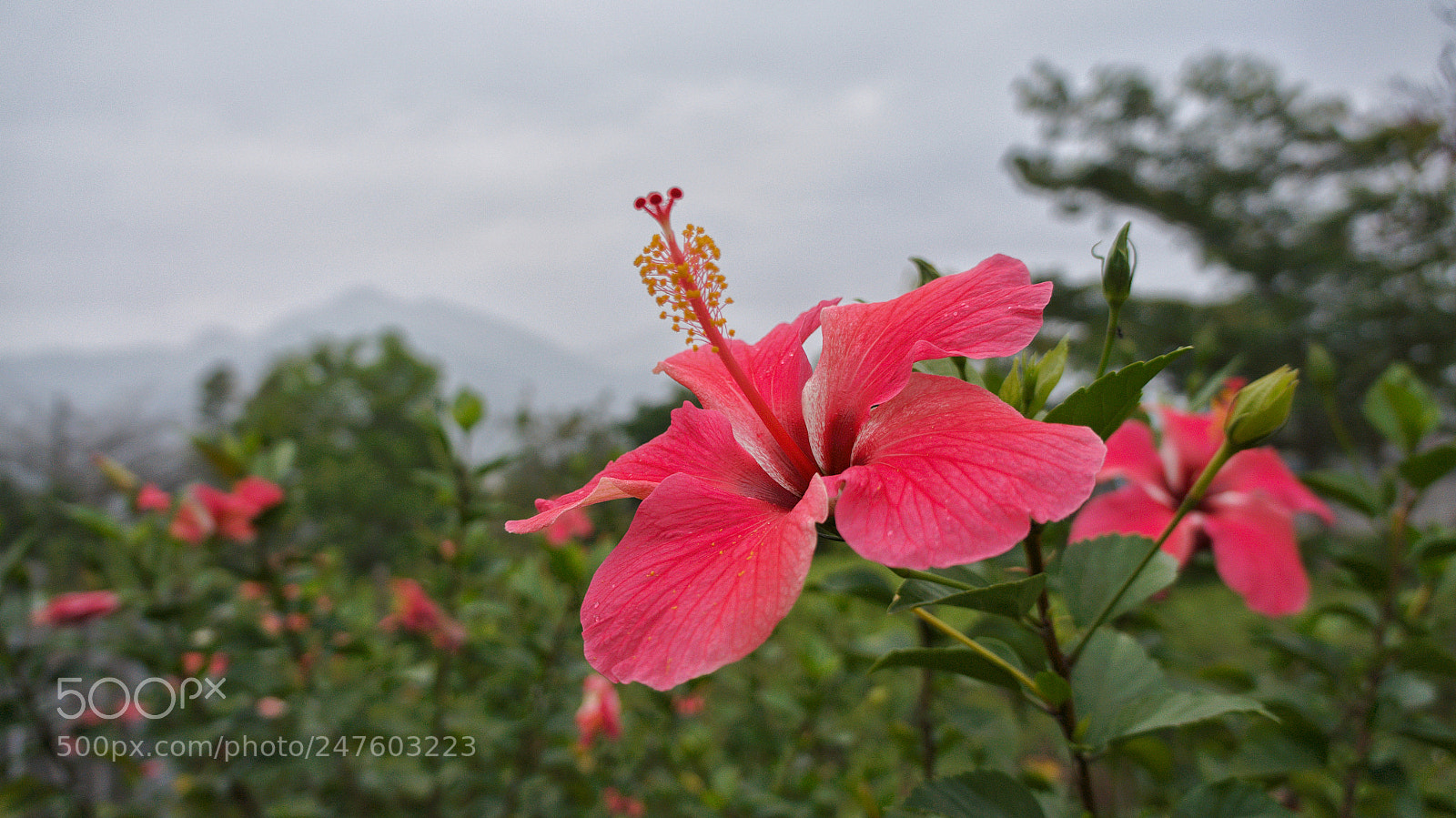 Sony Alpha NEX-5N sample photo. Untitled photography