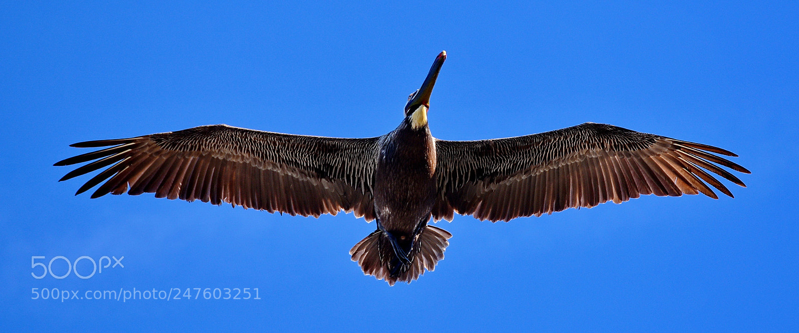 Nikon D7200 sample photo. A pelican flying in photography