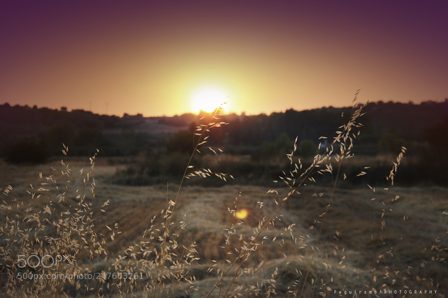 Canon EOS 1000D (EOS Digital Rebel XS / EOS Kiss F) sample photo. Summer sunset photography