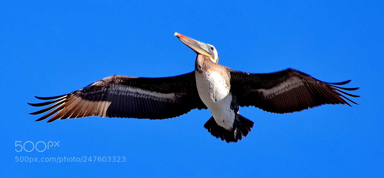 Nikon D7200 sample photo. Pelican flying in marina photography