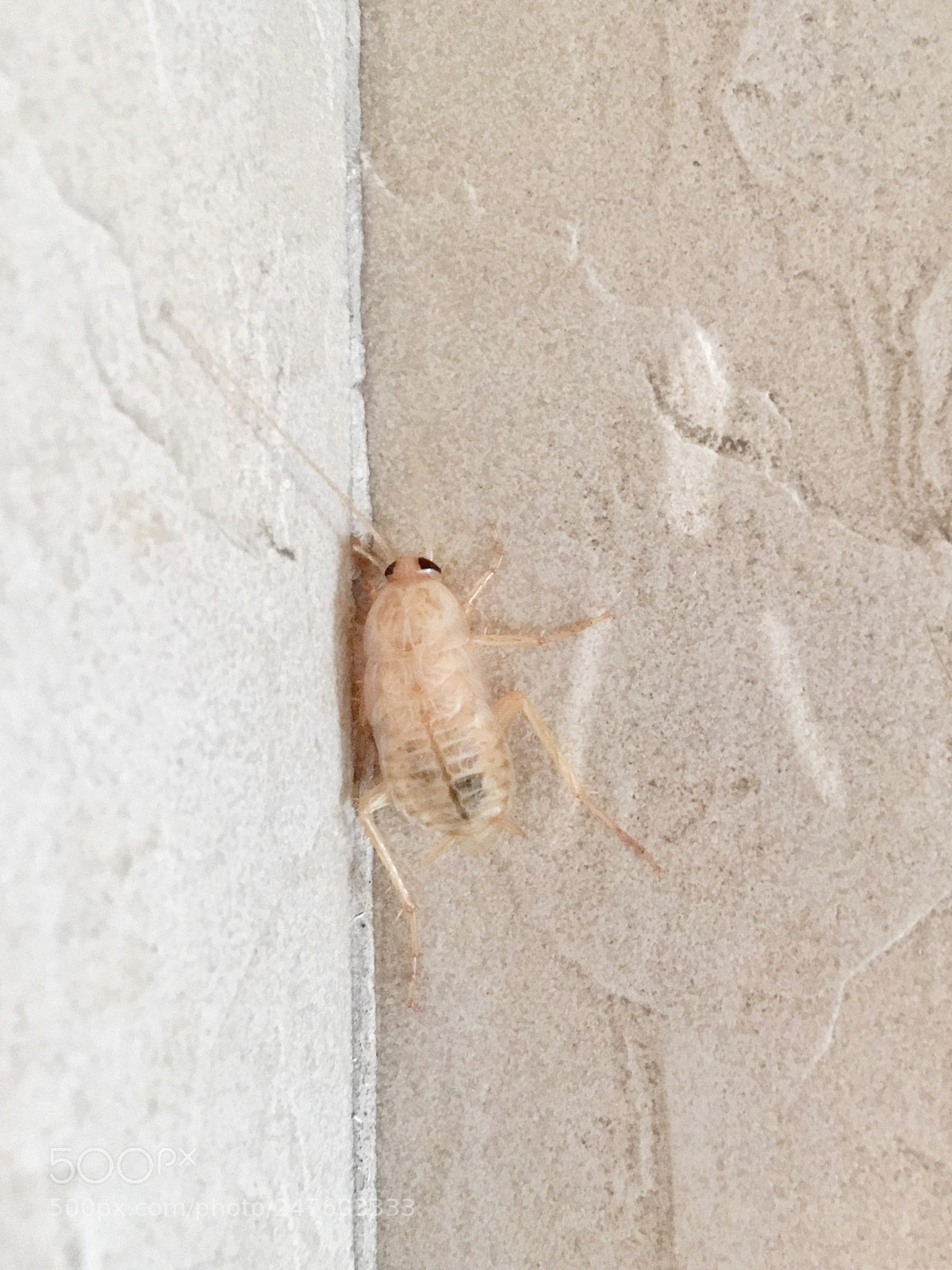 Apple iPhone 6s Plus sample photo. White cockroach photography