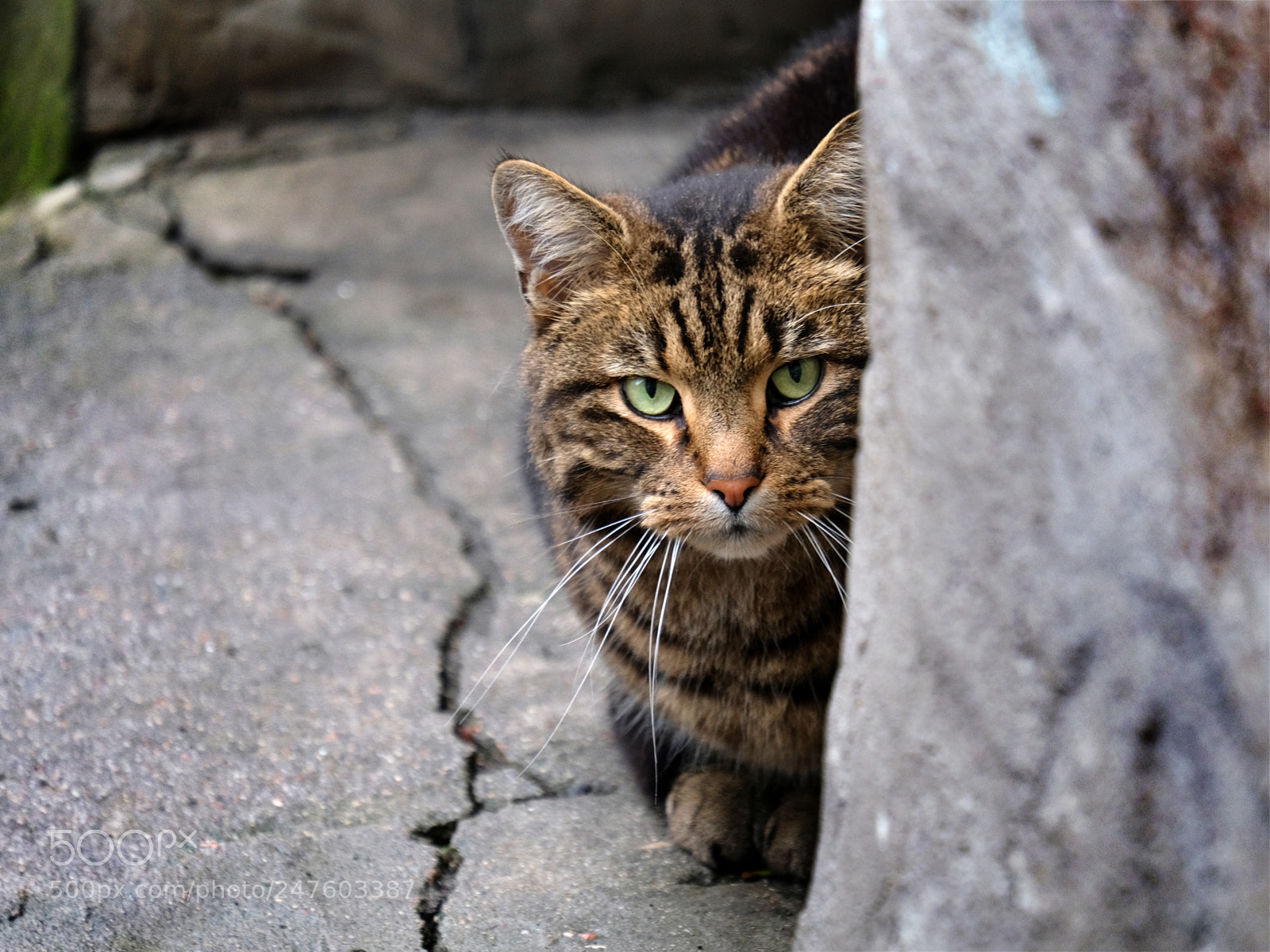 Fujifilm X-T20 sample photo. Gray hunter photography