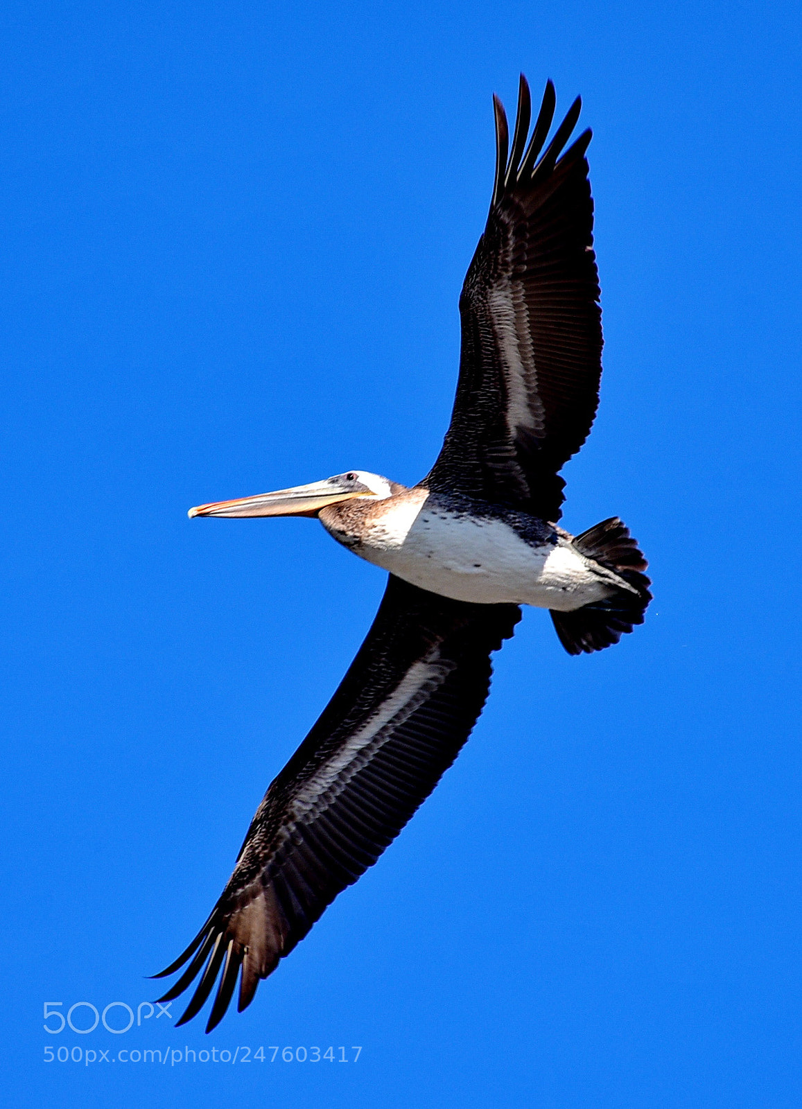 Nikon D7200 sample photo. Pelican flying in marina photography