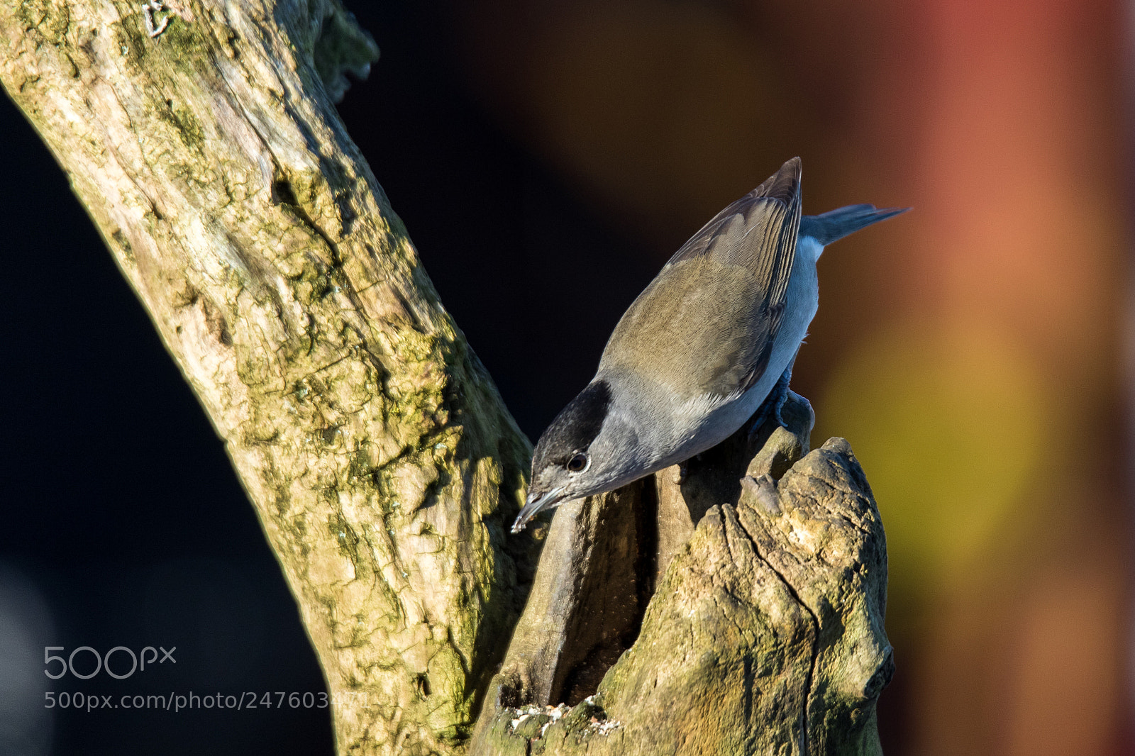 Canon EOS 7D Mark II sample photo. Blackcap "sylvia atricapilla" photography