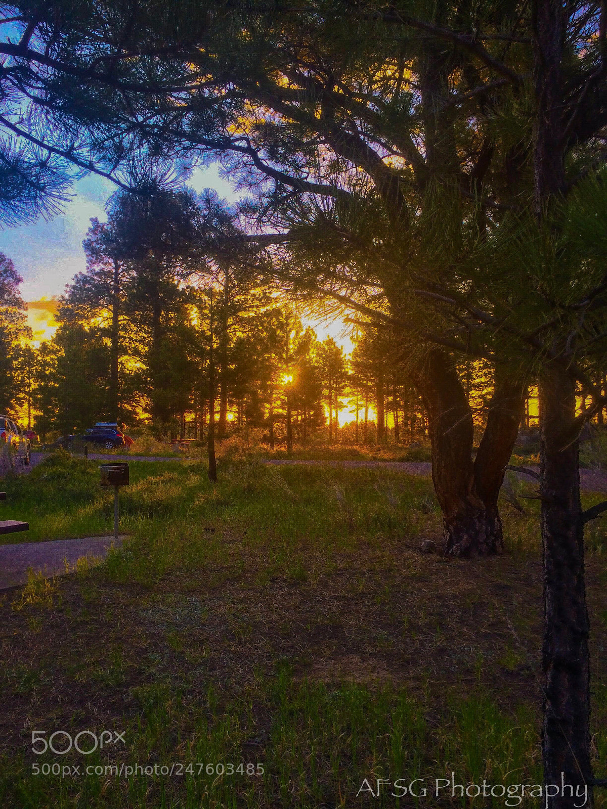 Apple iPhone 5s sample photo. Light through the trees photography