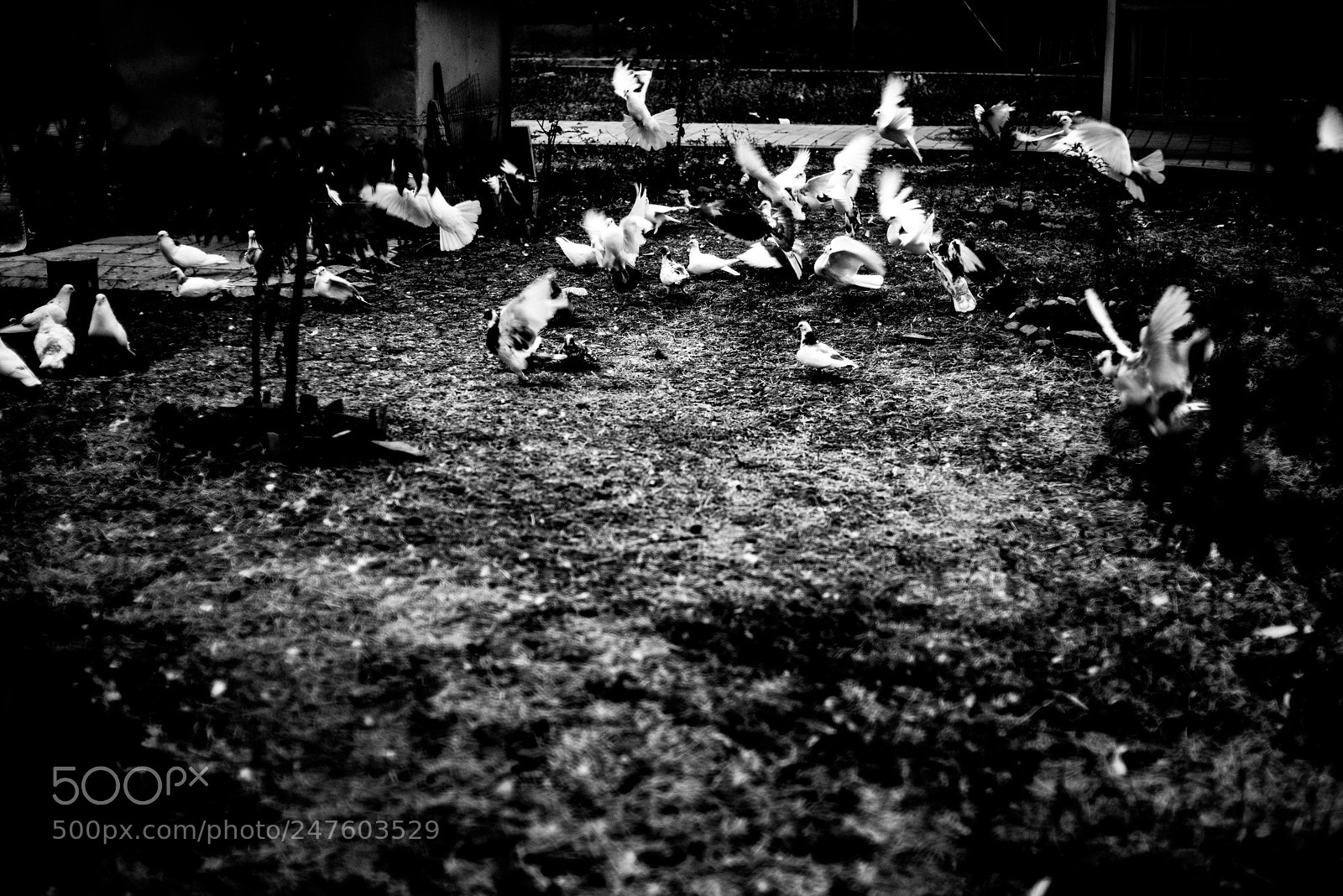 Nikon D610 sample photo. Without sound photography