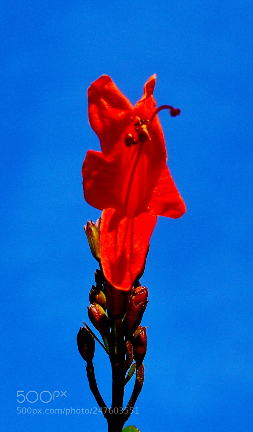 Nikon D7200 sample photo. Red flower in the photography