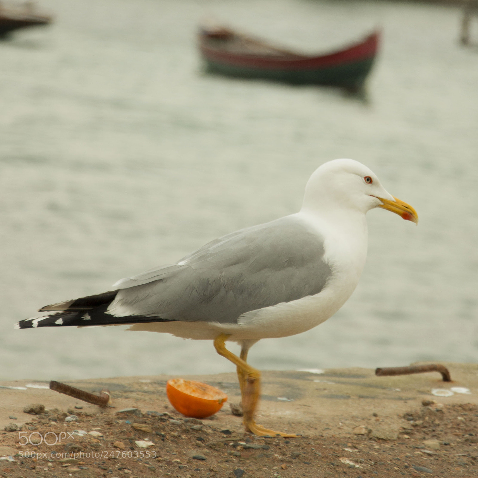 Canon EOS 700D (EOS Rebel T5i / EOS Kiss X7i) sample photo. Untitled photography