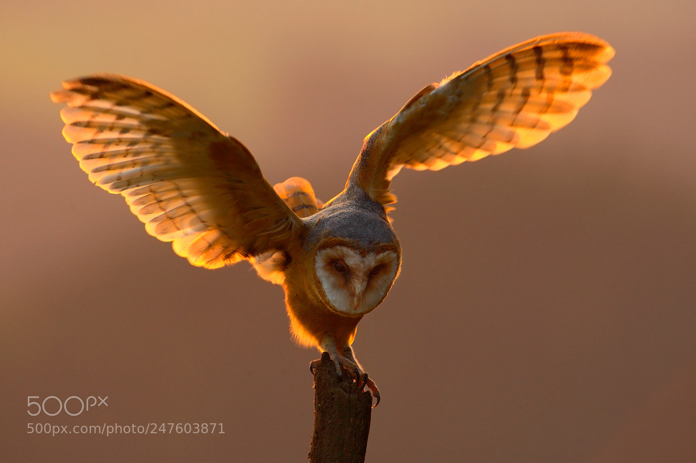 Canon EOS-1D Mark III sample photo. Barn owl (tyto alba) photography