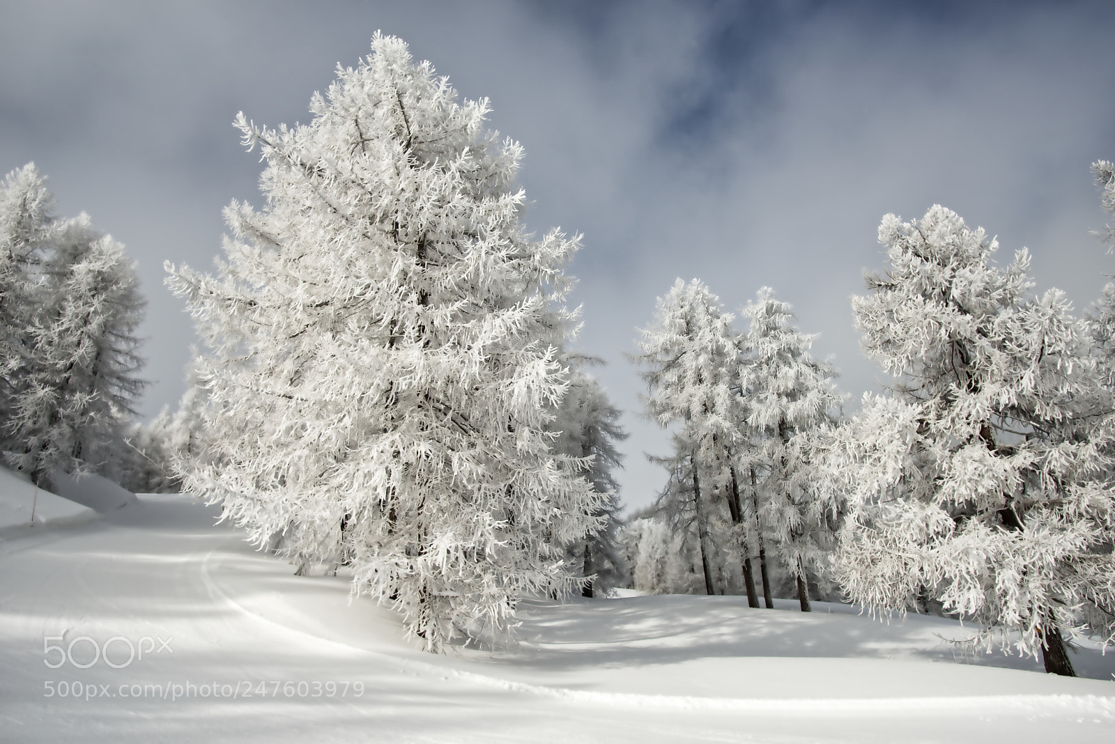Nikon D800 sample photo. Frozen forest in the photography