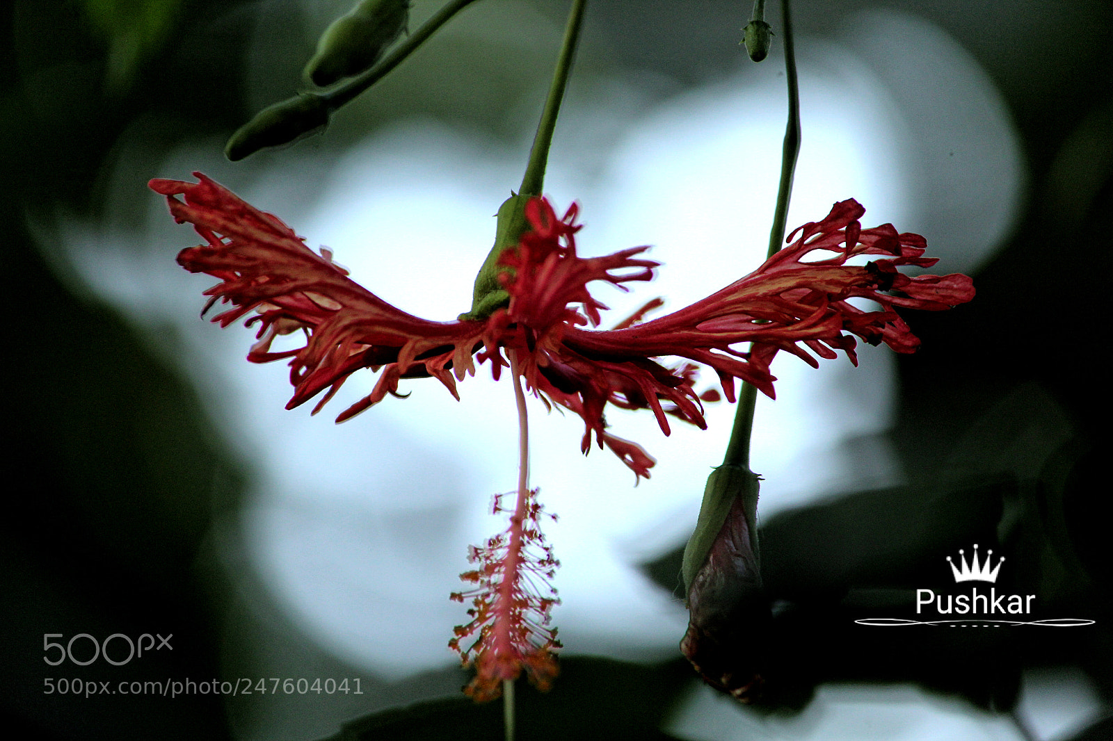 Canon EOS 1200D (EOS Rebel T5 / EOS Kiss X70 / EOS Hi) sample photo. Hibiscus photography