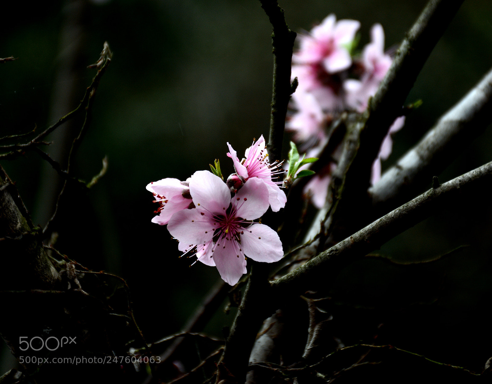 Nikon D7100 sample photo. Untitled photography