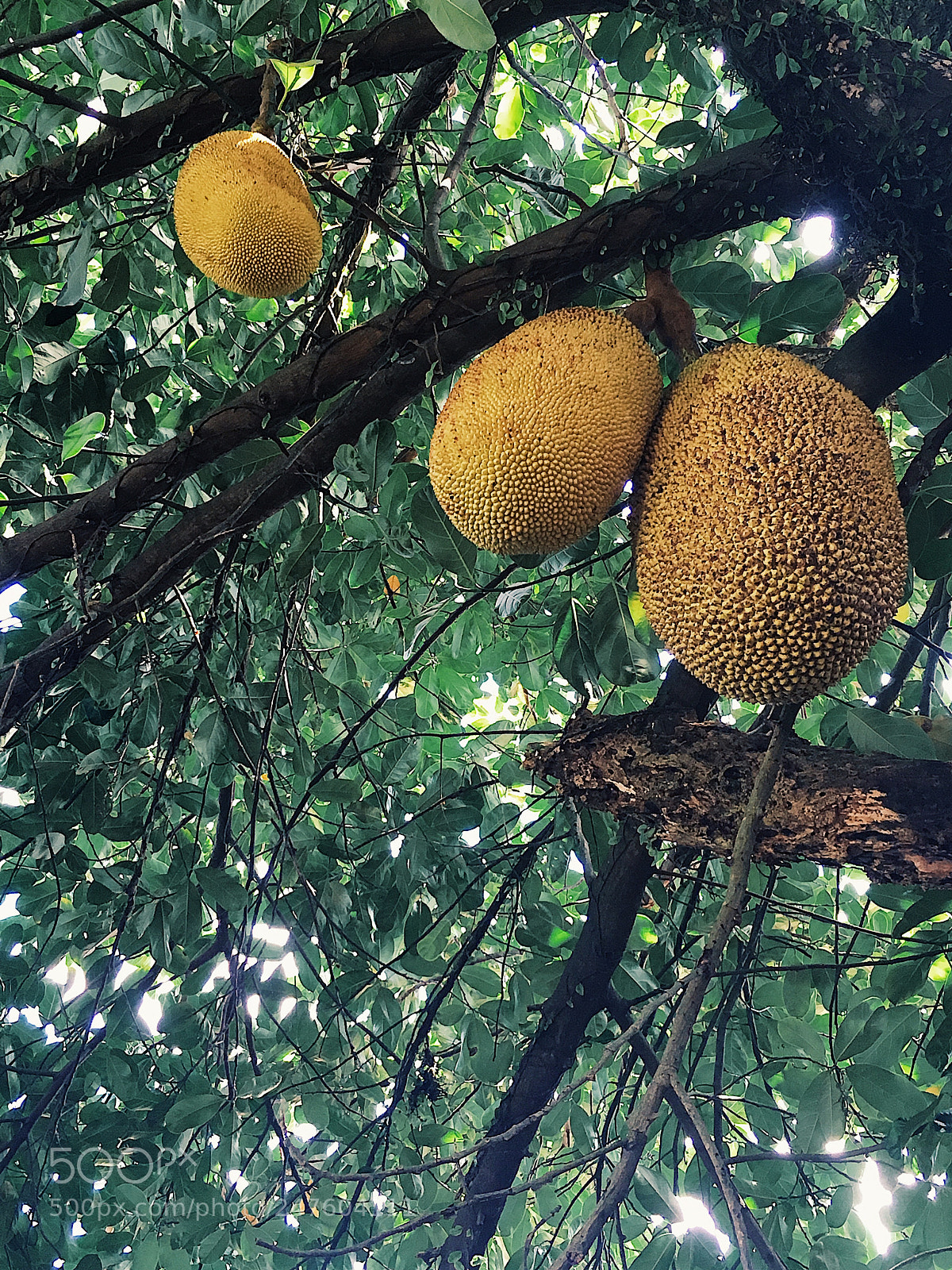 Apple iPhone SE sample photo. J a c a photography