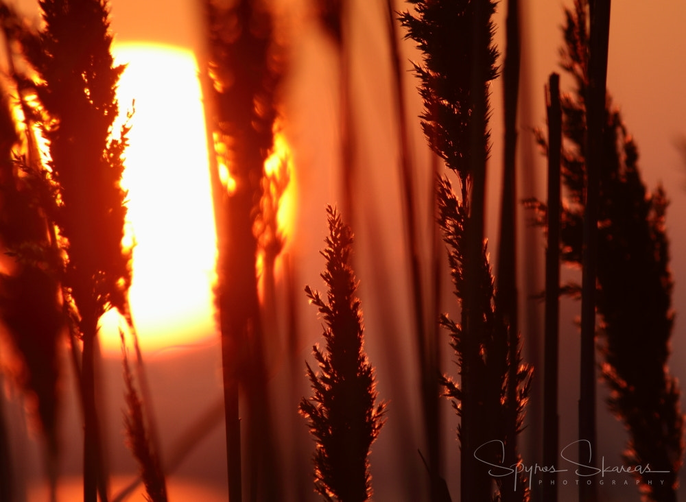 Canon EF 300mm F4L IS USM sample photo. Img photography