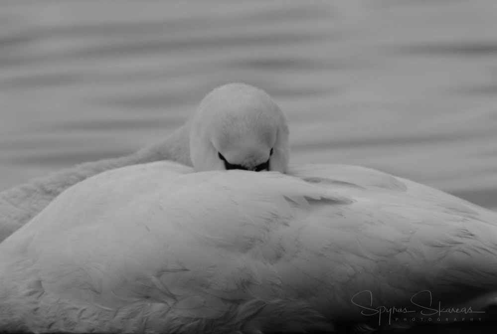 Canon EF 300mm F4L IS USM sample photo. Hide and seak photography