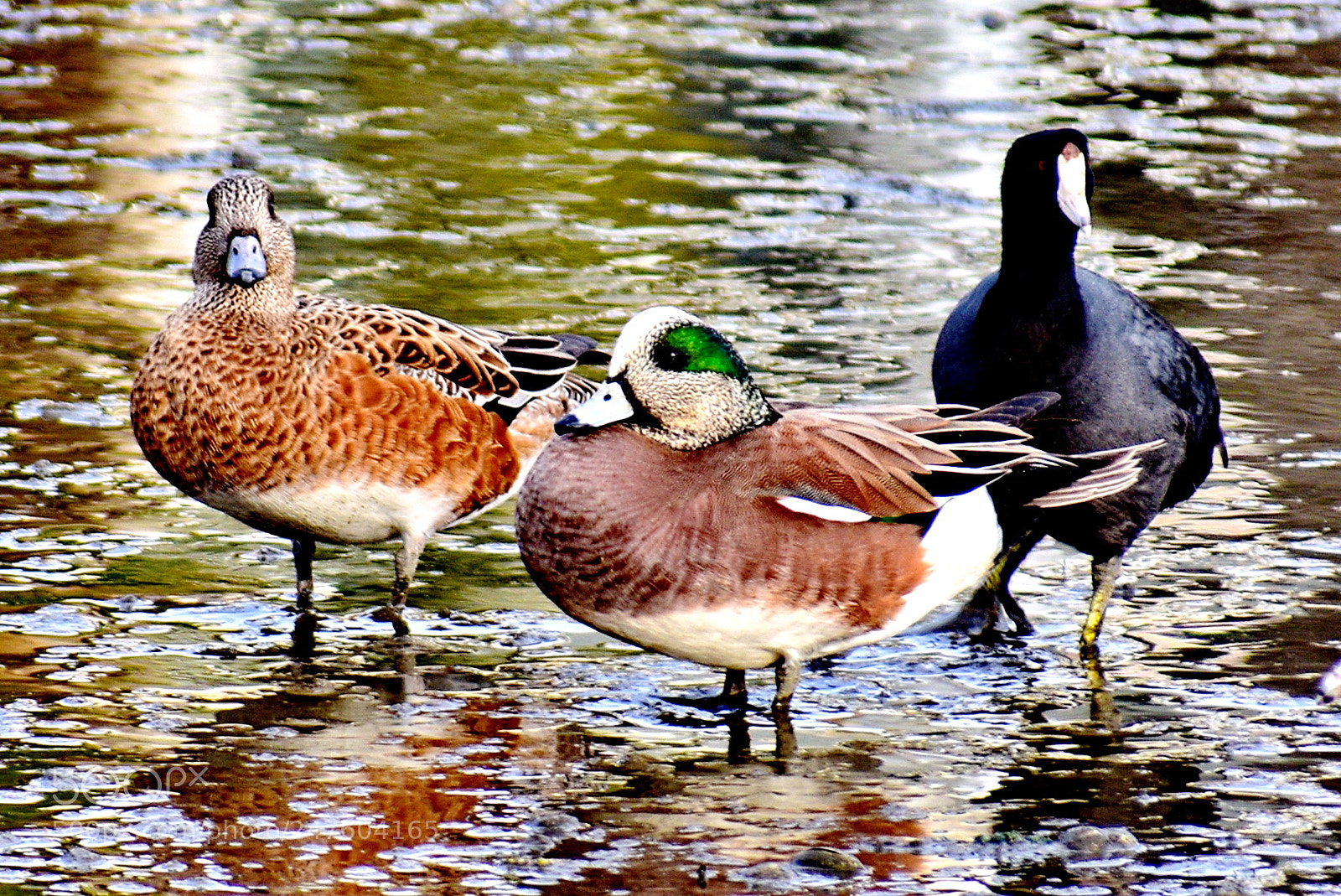 Nikon D7200 sample photo. Ducks sunbathing in the photography
