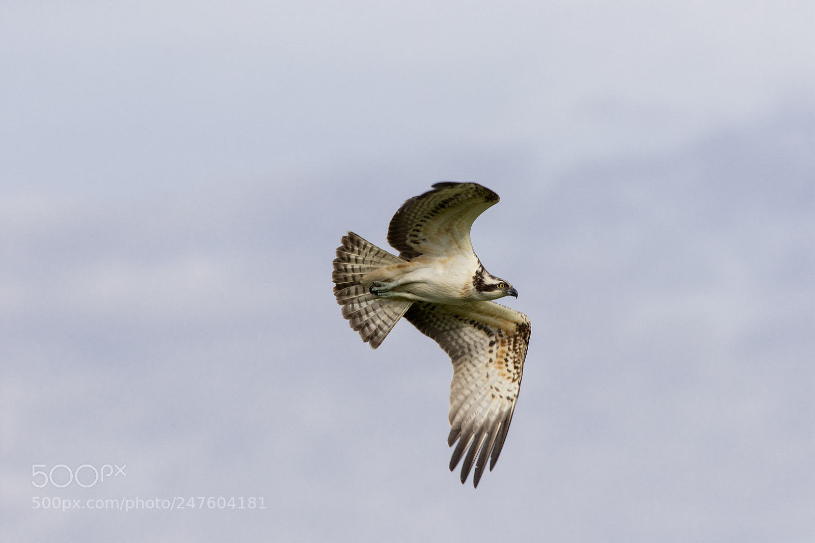 Canon EOS 7D Mark II sample photo. Osprey "pandion haliaetus" photography