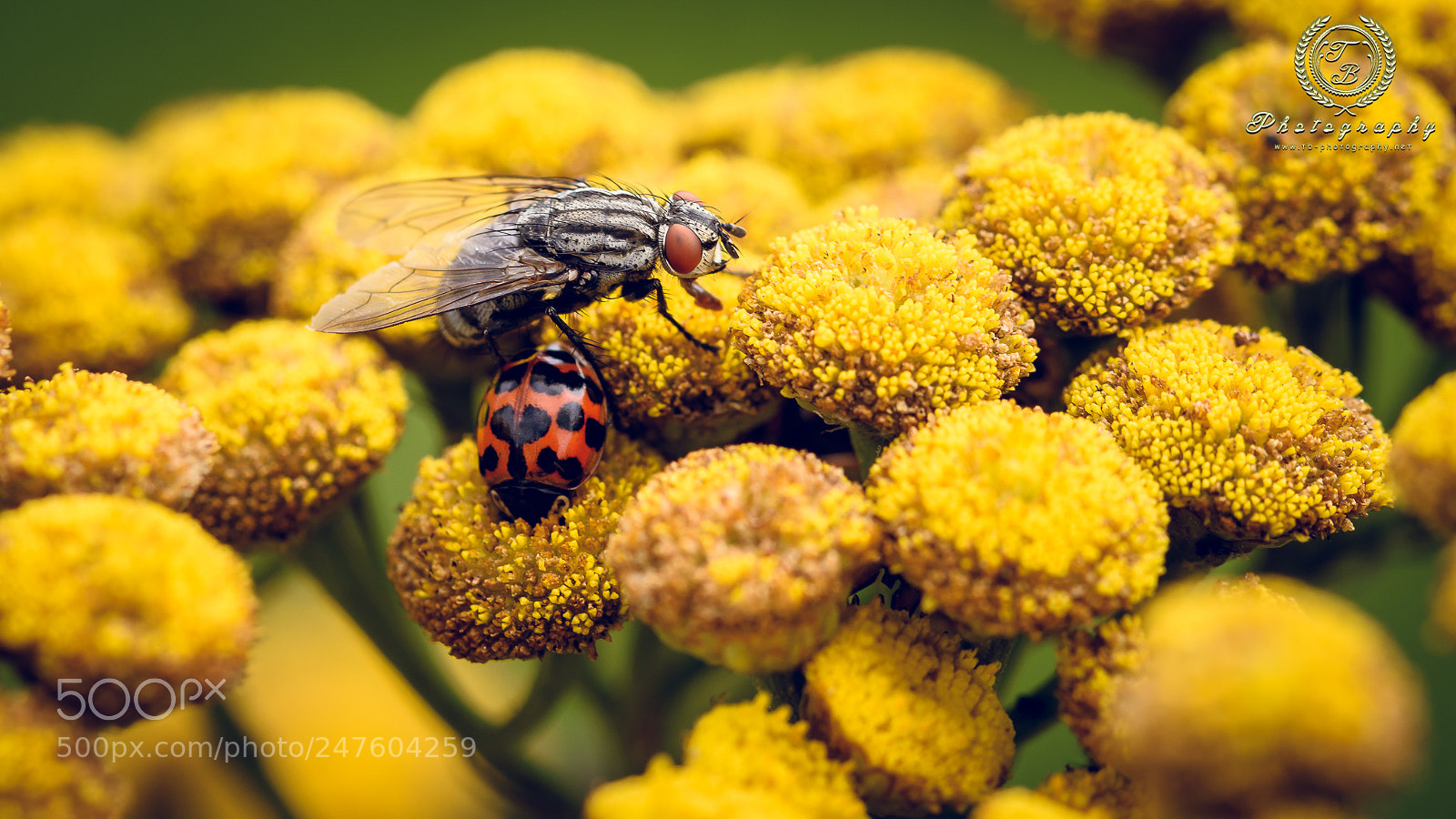 Nikon D7200 sample photo. Marienkäfer vs. essigfliege photography