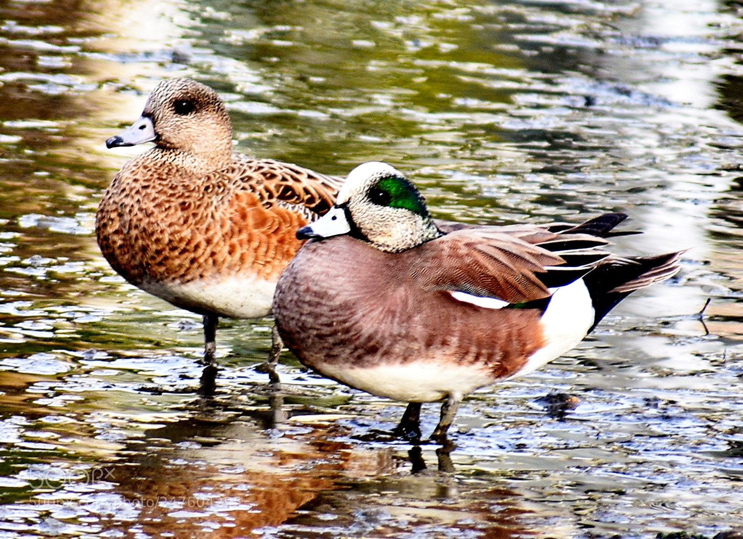 Nikon D7200 sample photo. Ducks sunbathing in the photography