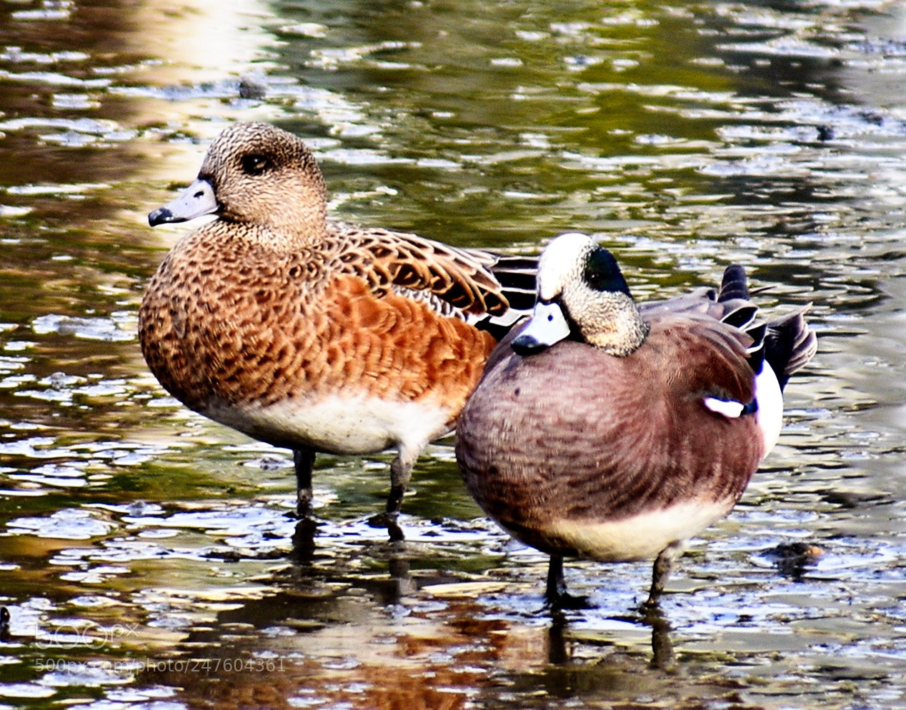 Nikon D7200 sample photo. Ducks sunbathing in the photography
