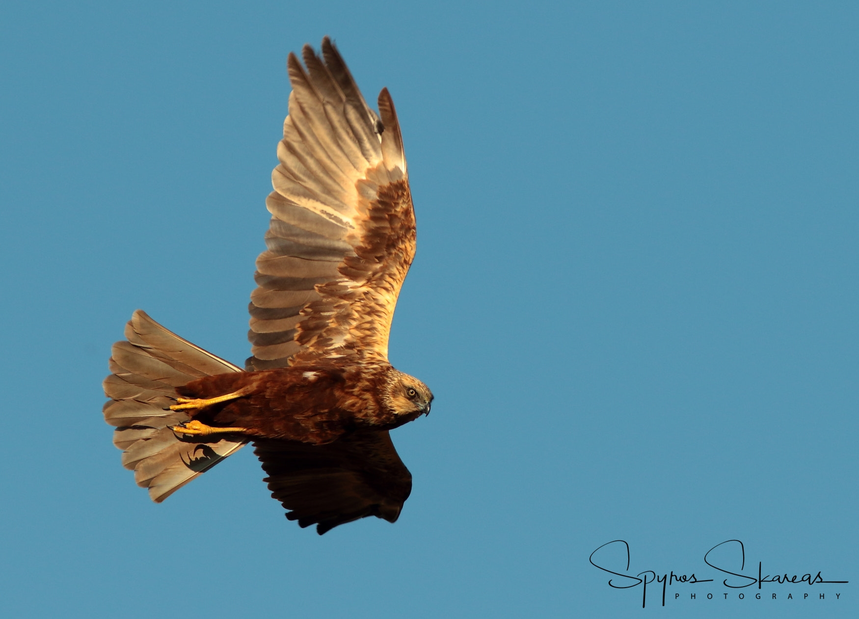 Canon EF 300mm F4L IS USM sample photo. Marsh harrier photography