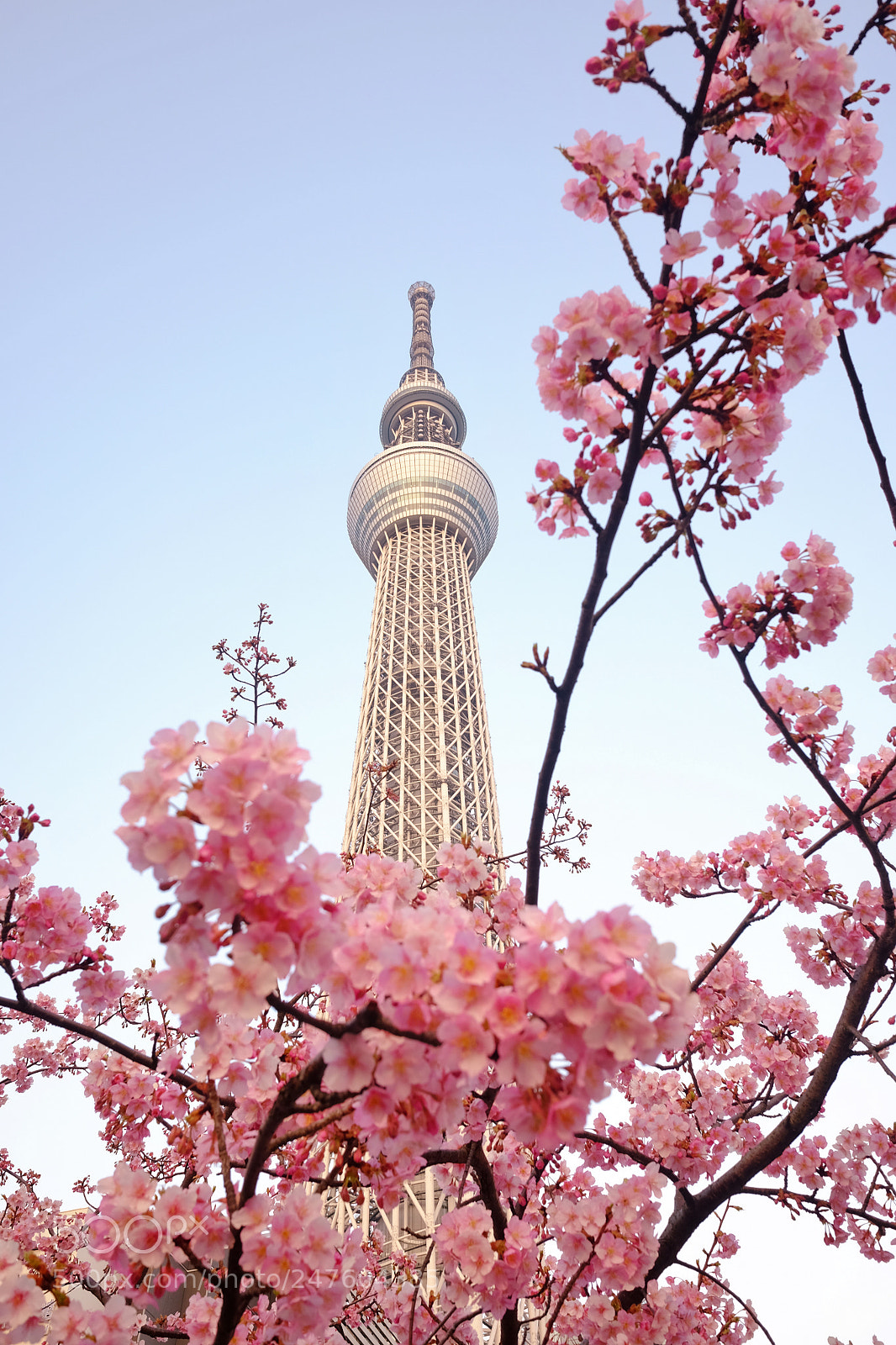 Fujifilm X70 sample photo. Spring is here photography