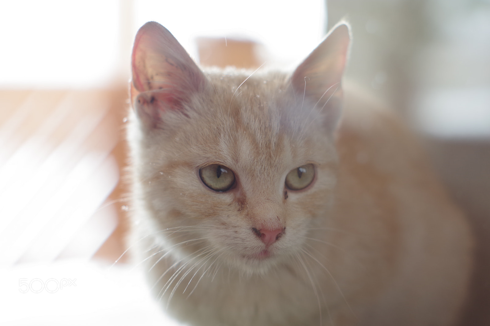 Pentax K-70 + A Series Lens sample photo. Cat photography