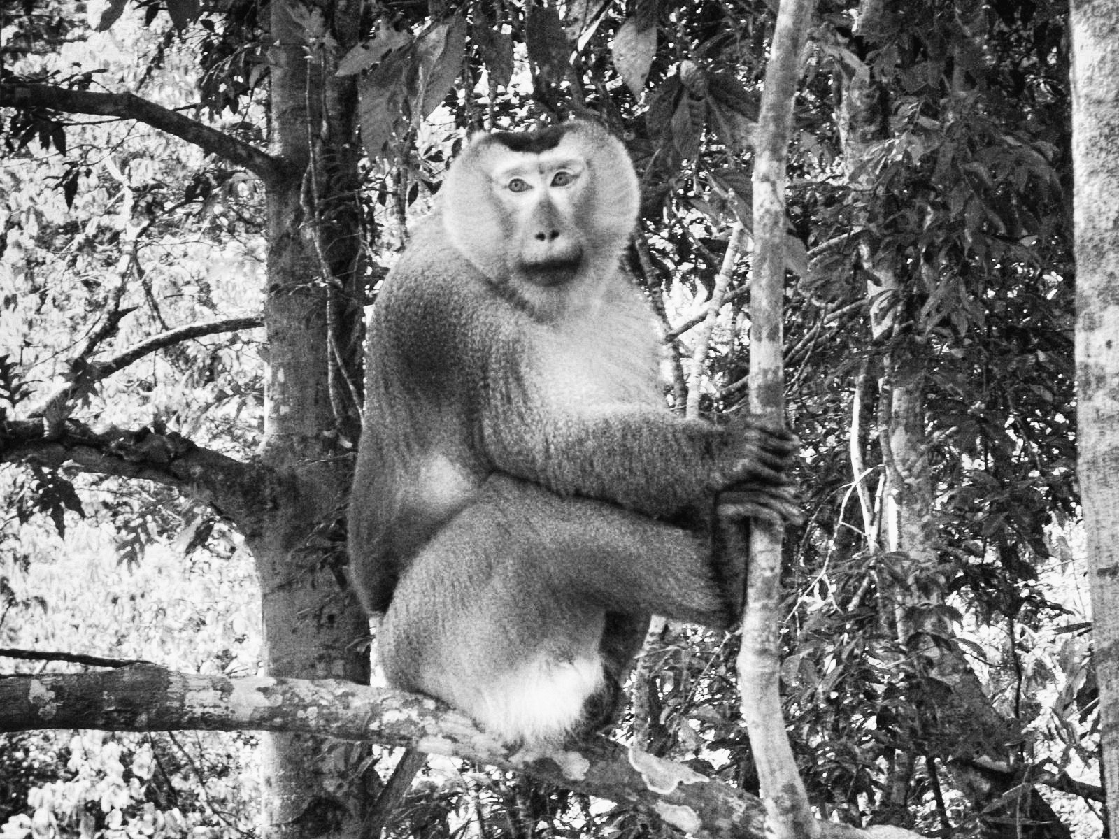 Pentax OPTIO E40 sample photo. Thailande  parc national de khao yaï photography