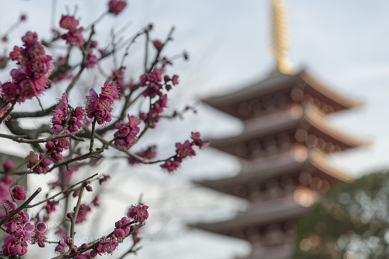 Nikon Df sample photo. Winter flowers photography