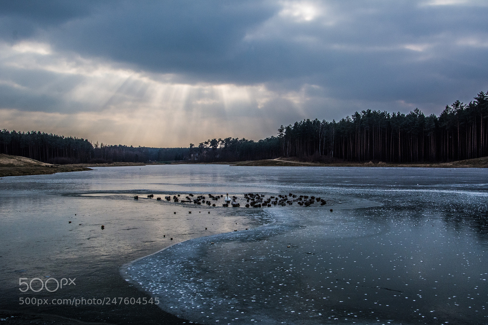 Nikon D7100 sample photo. Swan lake 27.2.2018 photography