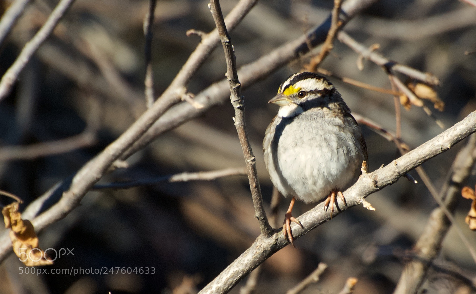 Nikon D80 sample photo. White-throated sparrow photography