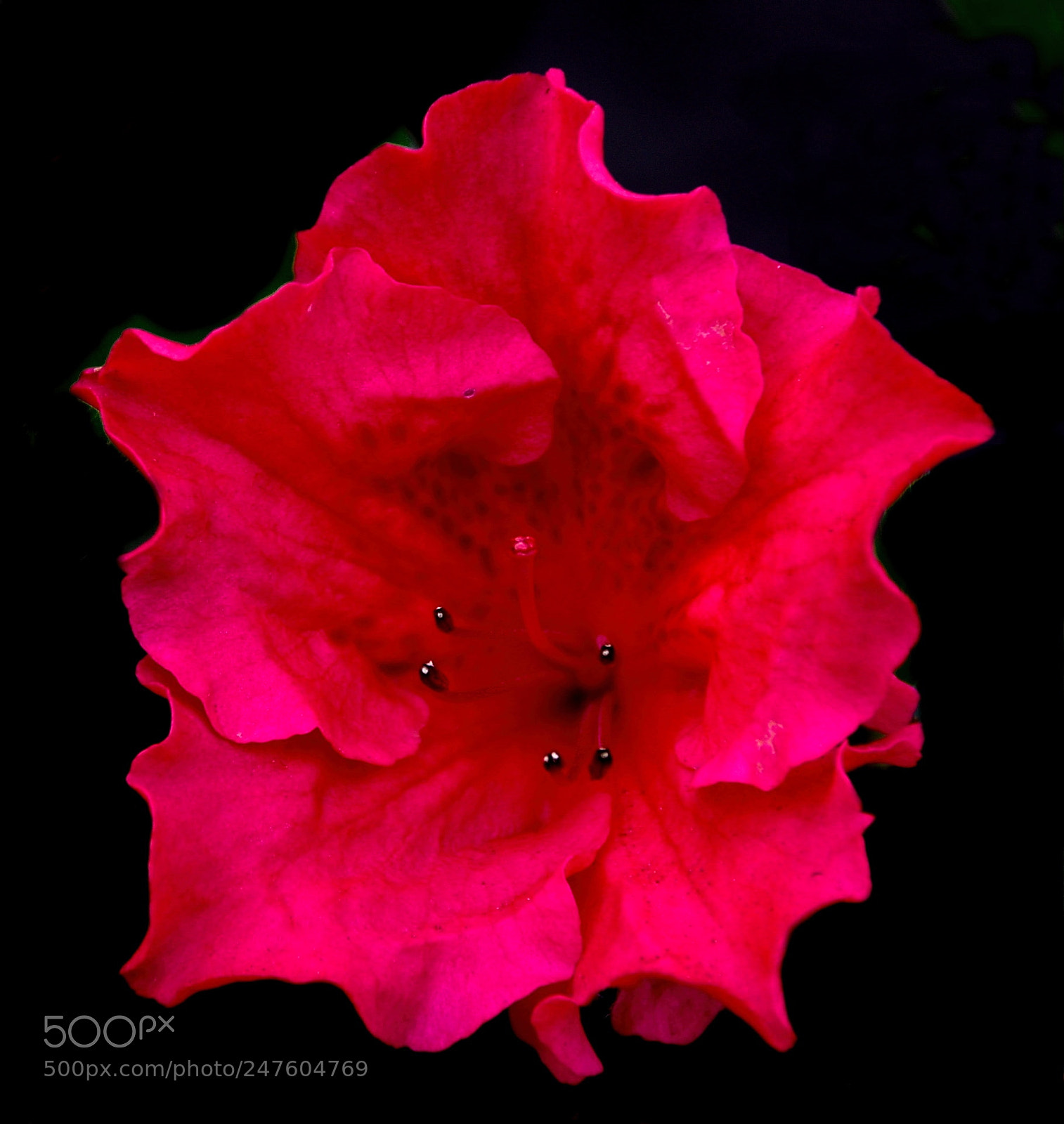 Nikon D7200 sample photo. A red flower in photography