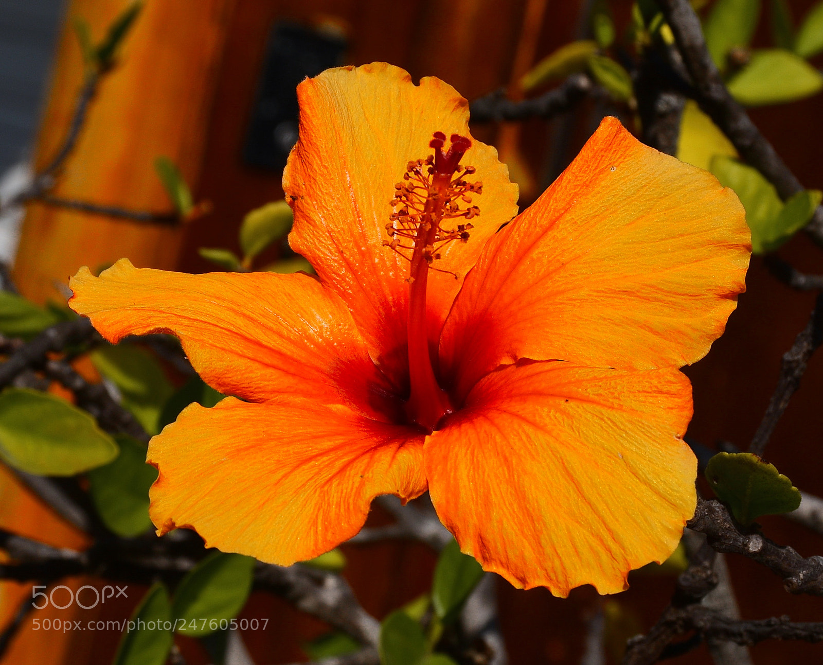 Nikon D7200 sample photo. A beautiful gold hibiscus photography
