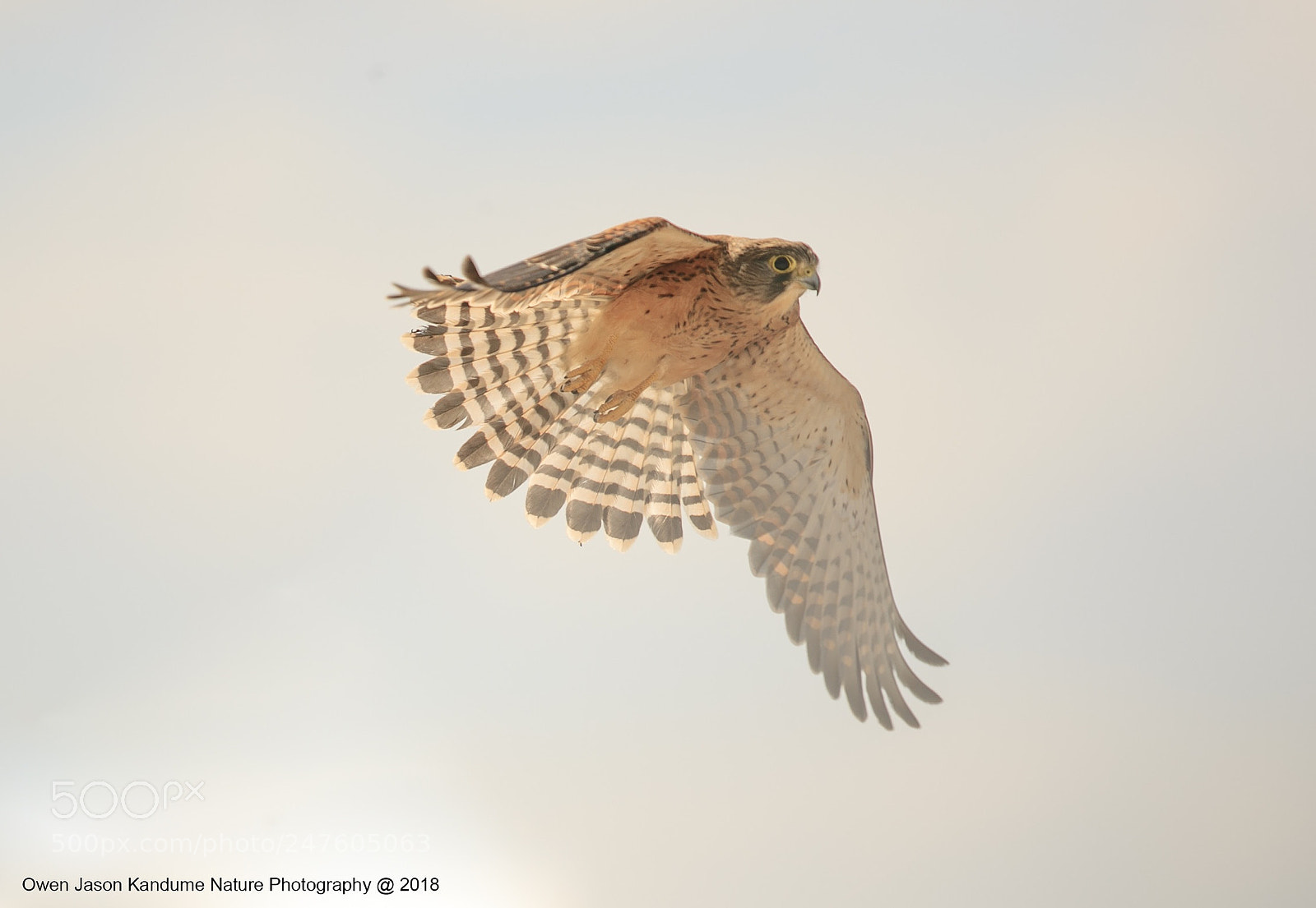 Canon EOS-1D X Mark II sample photo. Hovering photography