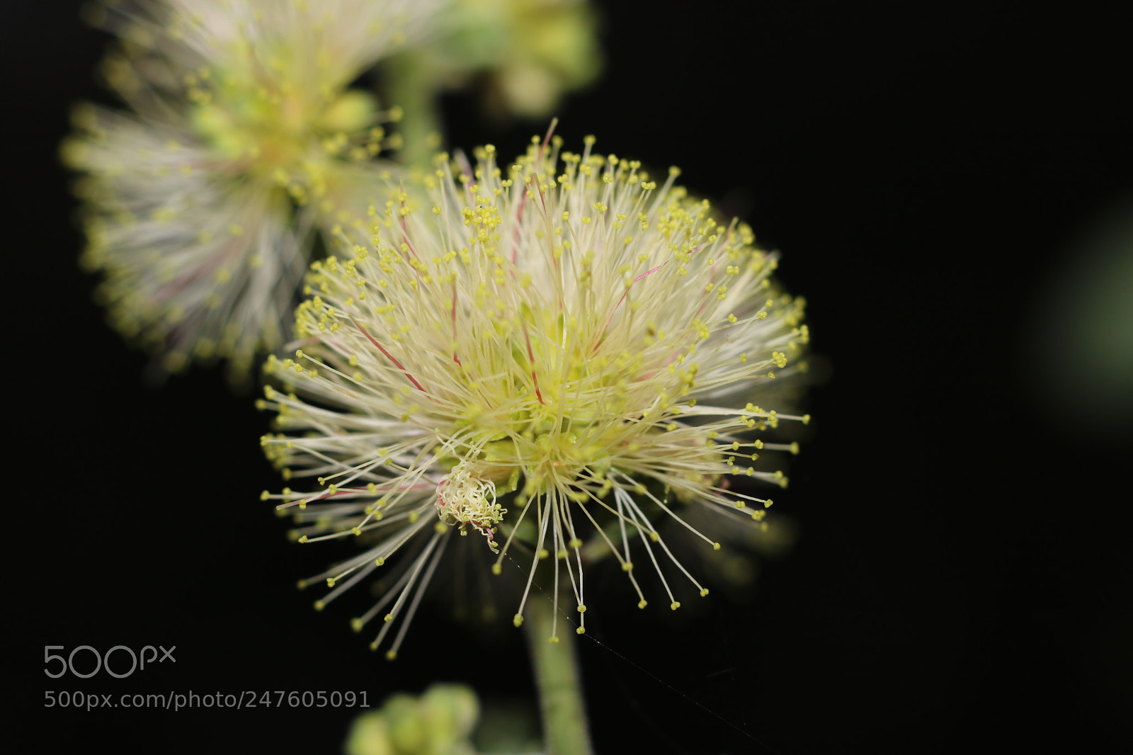 Canon EOS 760D (EOS Rebel T6s / EOS 8000D) sample photo. Macro photography