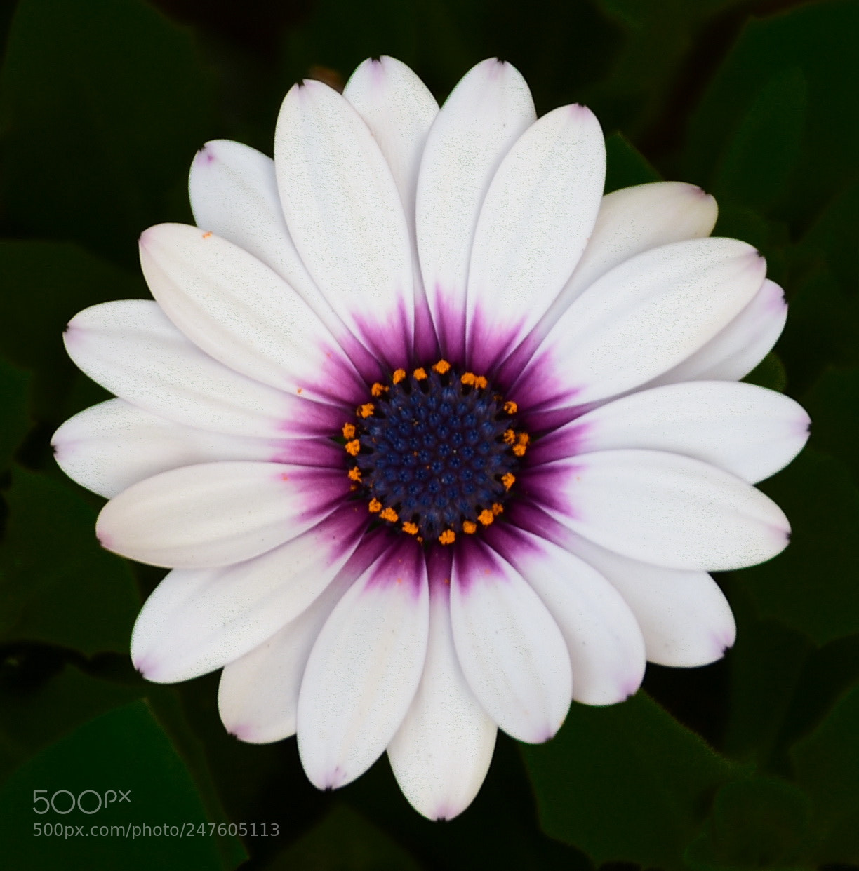 Nikon D7200 sample photo. A beautiful white and photography