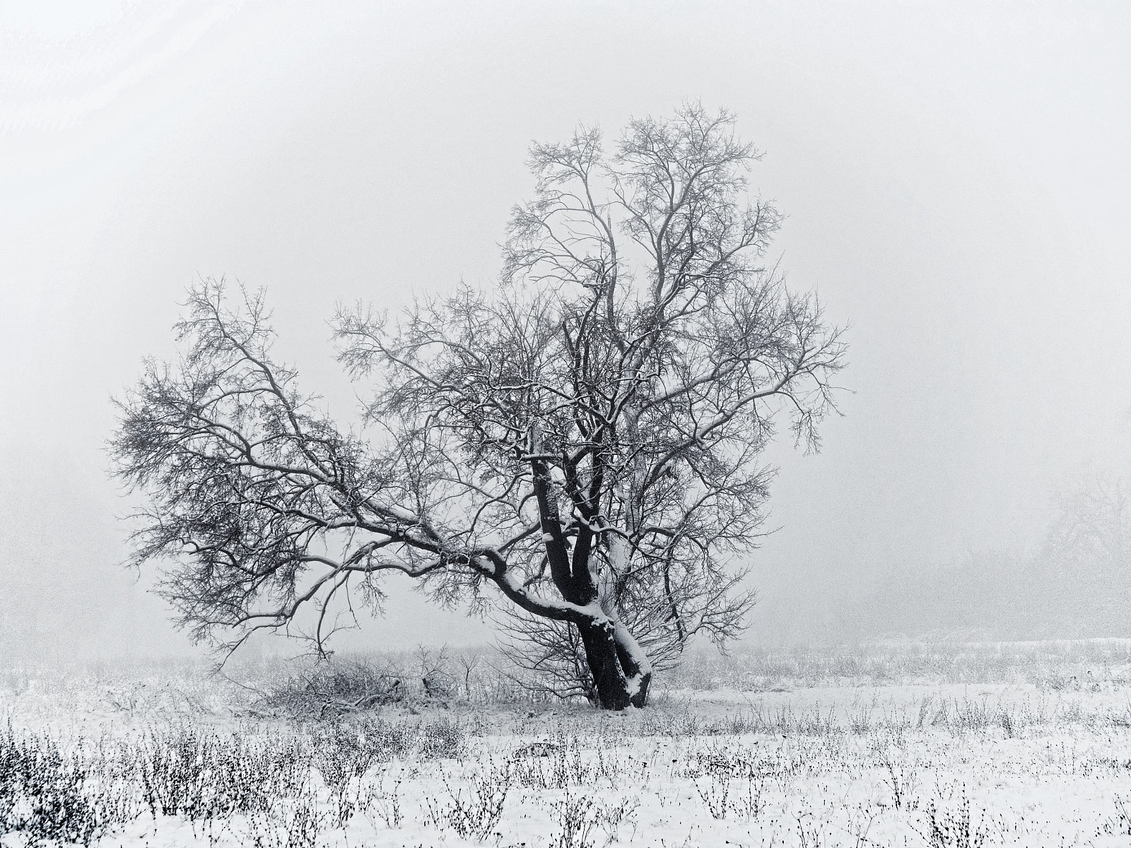 Olympus OM-D E-M10 sample photo. Real winter photography