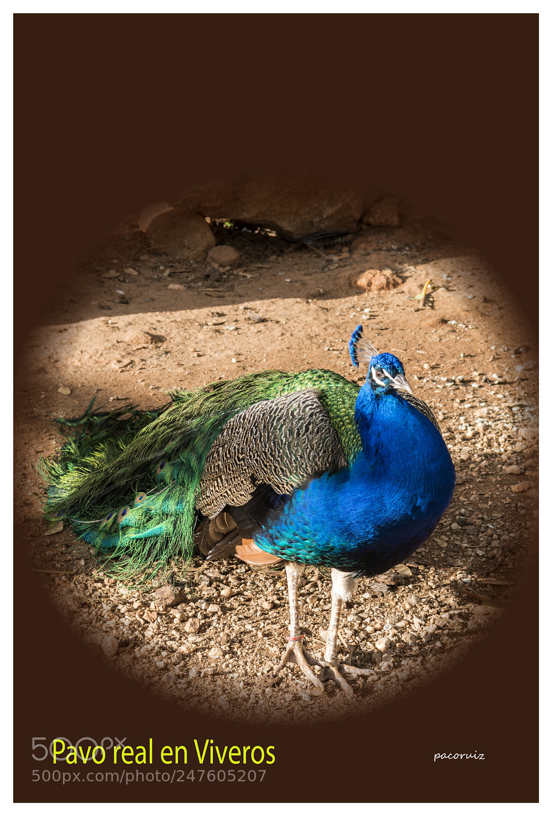 Nikon D7200 sample photo. Pavo real photography