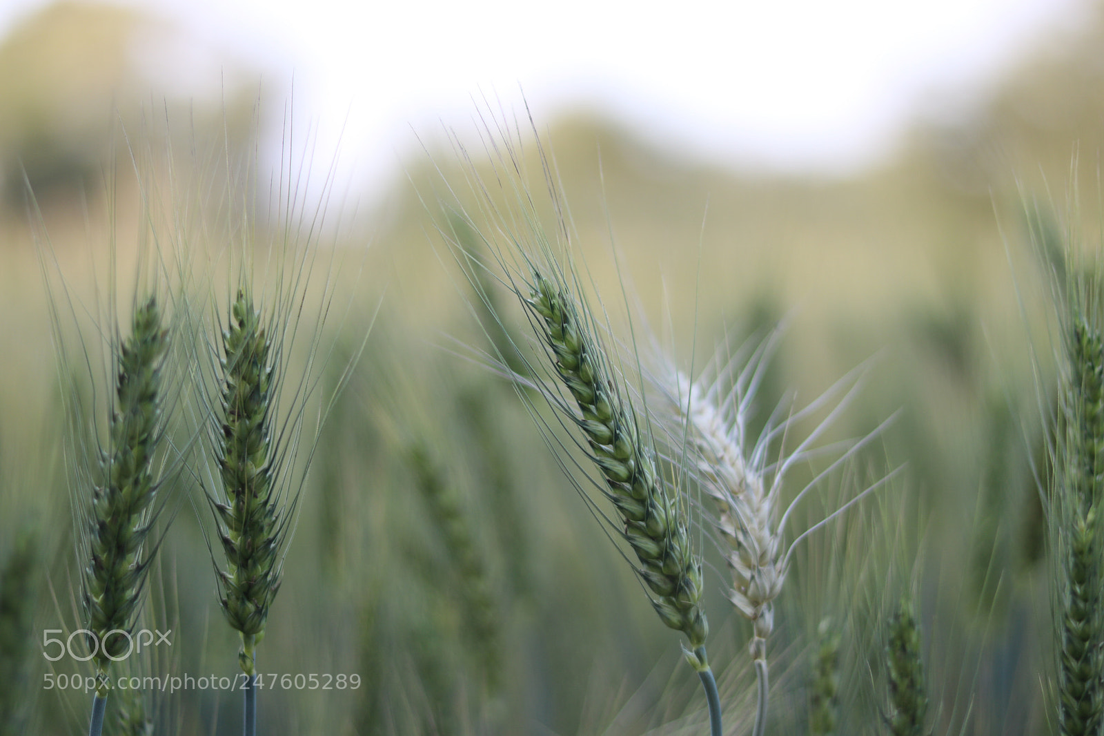Canon EOS 760D (EOS Rebel T6s / EOS 8000D) sample photo. Wheat photography