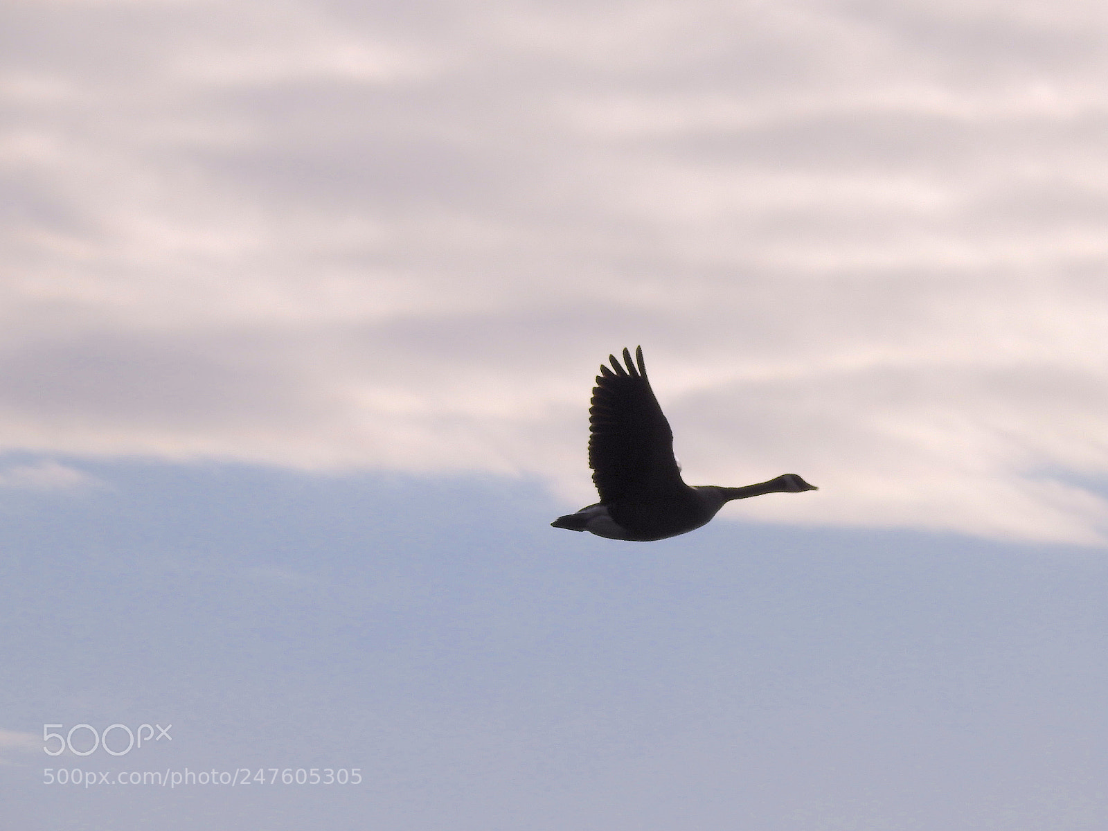 Nikon Coolpix P900 sample photo. Canada goose photography