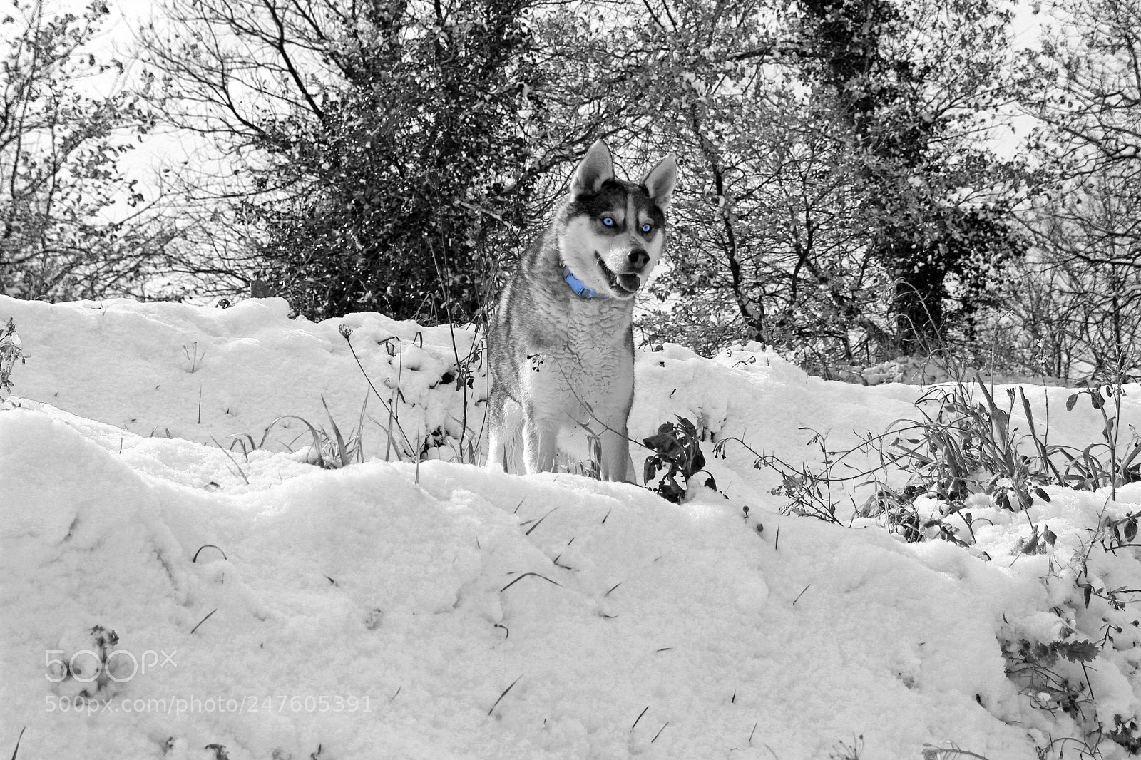 Canon EOS 1300D (EOS Rebel T6 / EOS Kiss X80) sample photo. Dylan white &blue photography