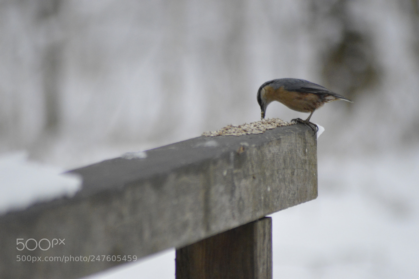 Nikon D3200 sample photo. Nuthatch eating photography