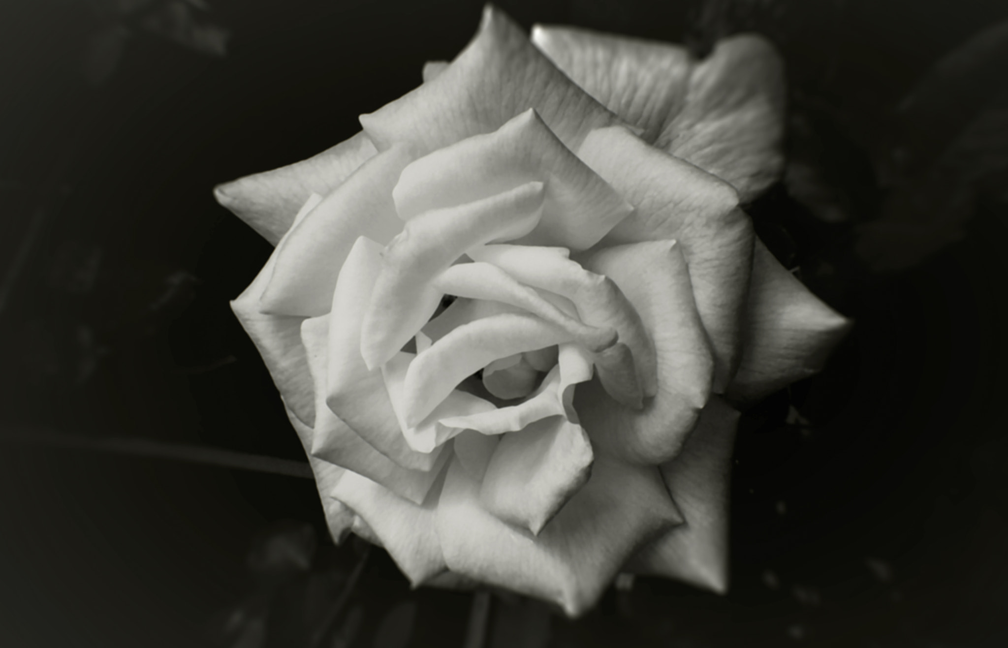 Panasonic DMC-FS5 sample photo. Rosa b w copia photography