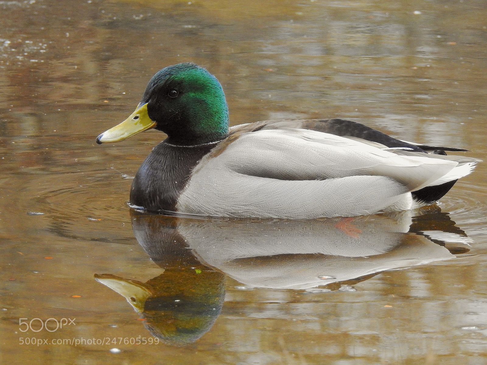 Nikon Coolpix P900 sample photo. Mallard photography